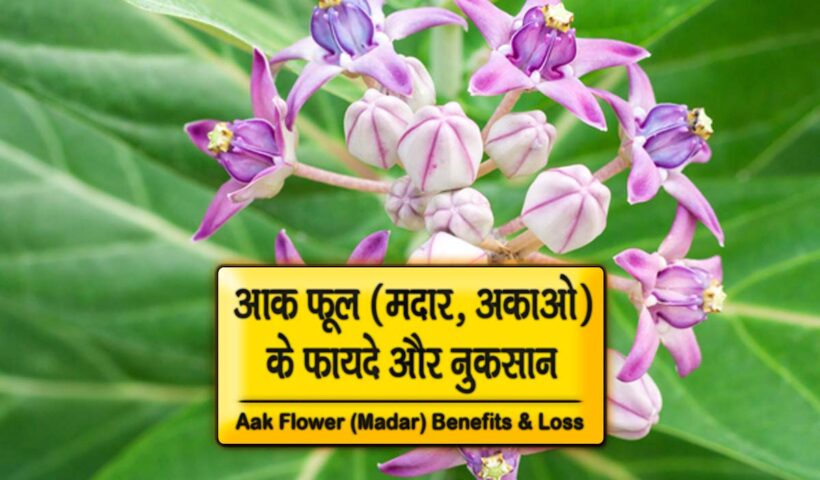 aak flower benefits